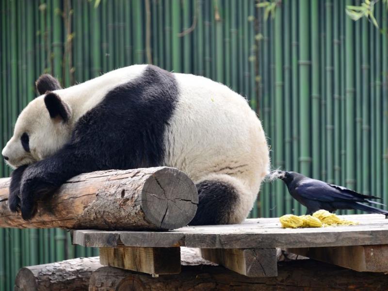 一組有趣的動物圖片，畫風和想像的不一樣哦，場面有些逗！