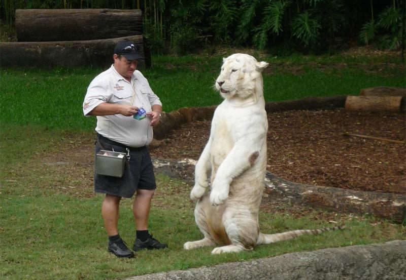 一組有趣的動物圖片，畫風和想像的不一樣哦，場面有些逗！