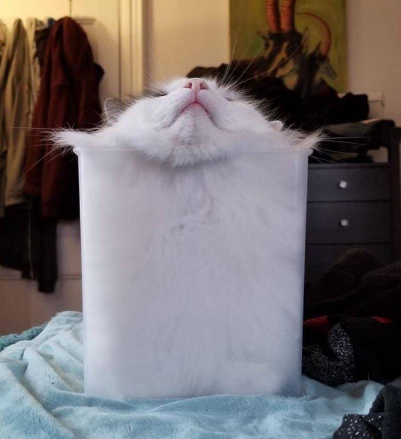 一組有趣的動物圖片，畫風和想像的不一樣哦，場面有些逗！