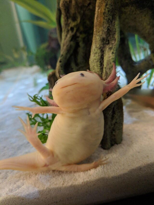 一組有趣的動物圖片，畫風和想像的不一樣哦，場面有些逗！