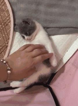 小奶貓睜著眼睛一動不動躺著，主人嚇壞了，湊近一看笑哭了