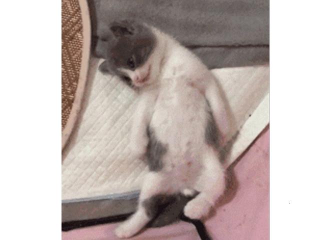 小奶貓睜著眼睛一動不動躺著，主人嚇壞了，湊近一看笑哭了