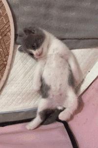 小奶貓睜著眼睛一動不動躺著，主人嚇壞了，湊近一看笑哭了