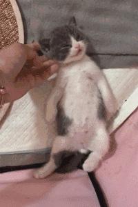 小奶貓睜著眼睛一動不動躺著，主人嚇壞了，湊近一看笑哭了