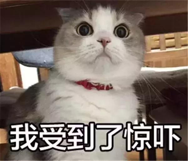 正在吃飯的貓媽媽受到了驚嚇，一不小心竟然把孩子嚇出來了……