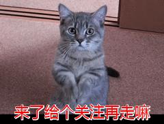 正在吃飯的貓媽媽受到了驚嚇，一不小心竟然把孩子嚇出來了……