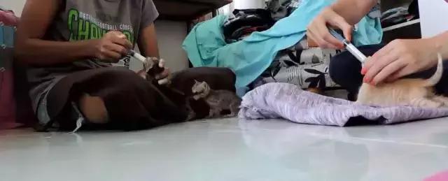 正在吃飯的貓媽媽受到了驚嚇，一不小心竟然把孩子嚇出來了……