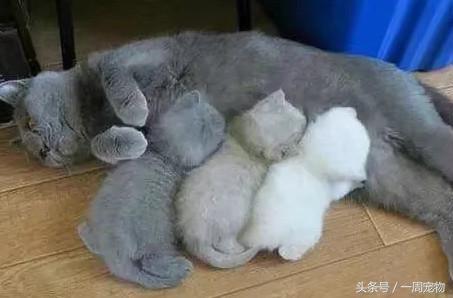 藍貓意外懷孕，兩個月後生出3隻小奶貓，主人走近一看卻笑噴了