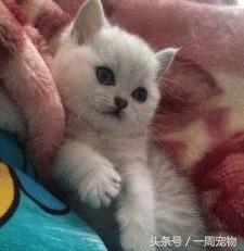 藍貓意外懷孕，兩個月後生出3隻小奶貓，主人走近一看卻笑噴了