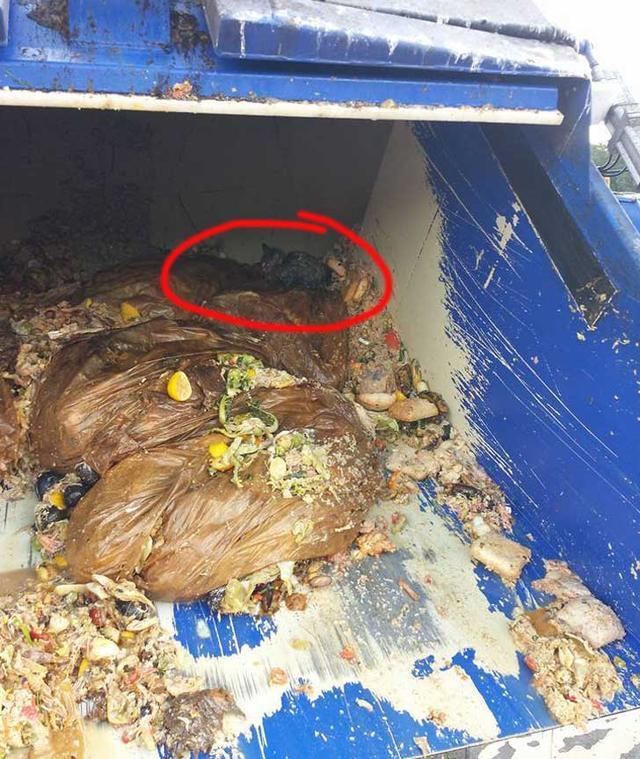 裝滿垃圾的卡車傳來微弱啼聲，司機下車查看後才了解痛心真相