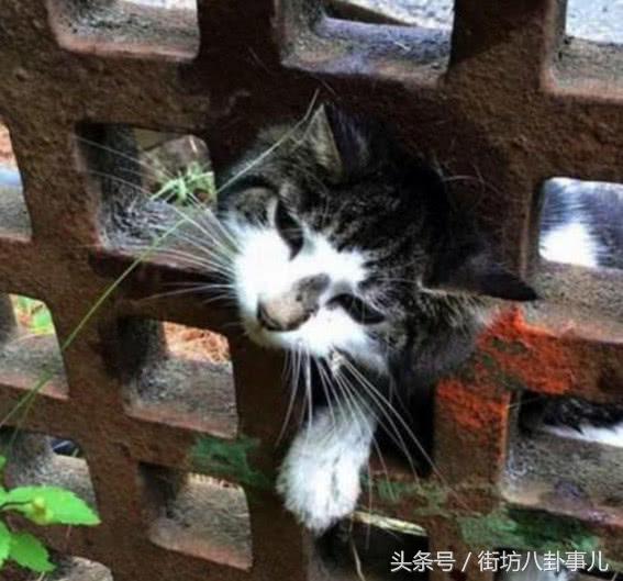 貓咪的頭被卡住了動員一批消防員最後被貓貓的表情笑噴了 