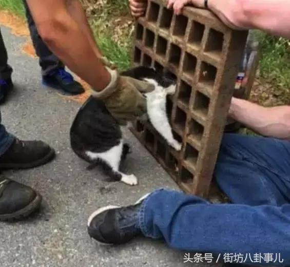 貓咪的頭被卡住了動員一批消防員最後被貓貓的表情笑噴了 