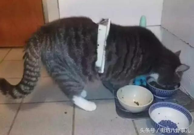 貓咪的頭被卡住了動員一批消防員最後被貓貓的表情笑噴了 