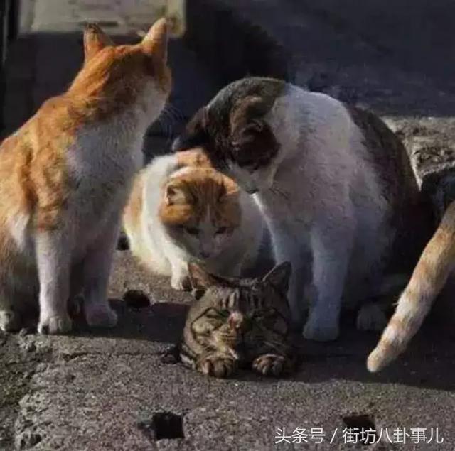貓咪的頭被卡住了動員一批消防員最後被貓貓的表情笑噴了 