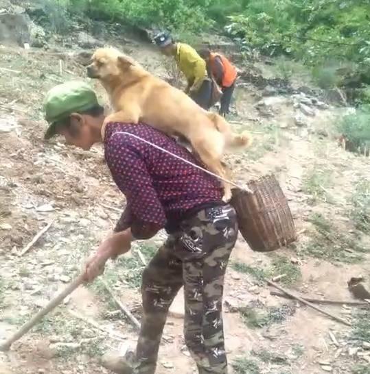 耕地時老媽非要帶著狗狗，結果中途擔心這貨跑丟，將其背在身上