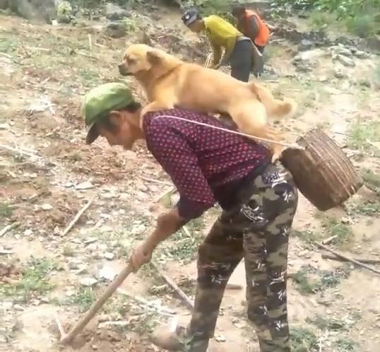 耕地時老媽非要帶著狗狗，結果中途擔心這貨跑丟，將其背在身上