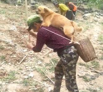 耕地時老媽非要帶著狗狗，結果中途擔心這貨跑丟，將其背在身上