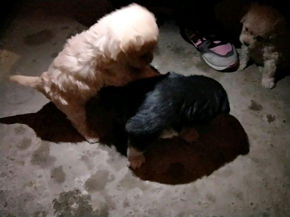 路上遇見三隻小奶狗，女孩抱起兩隻就走，看到身後的那隻被逗樂了