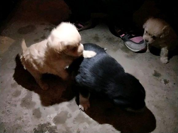 路上遇見三隻小奶狗，女孩抱起兩隻就走，看到身後的那隻被逗樂了