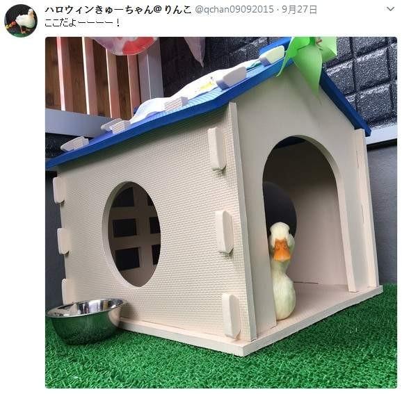 網友勤曬家中鴨鴨萌照，粉絲表示以後都吃不下肉了