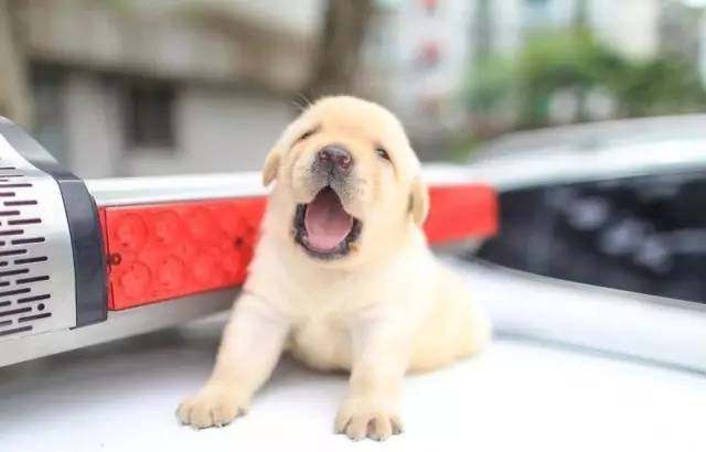 去年的6隻最萌警犬過生日啦！剛滿1歲的它們已經多次出任務！