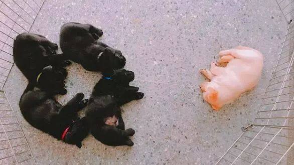 去年的6隻最萌警犬過生日啦！剛滿1歲的它們已經多次出任務！