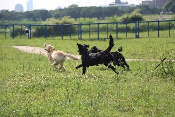 去年的6隻最萌警犬過生日啦！剛滿1歲的它們已經多次出任務！
