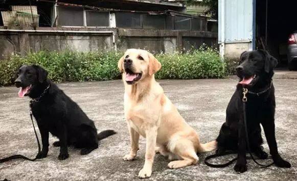 去年的6隻最萌警犬過生日啦！剛滿1歲的它們已經多次出任務！