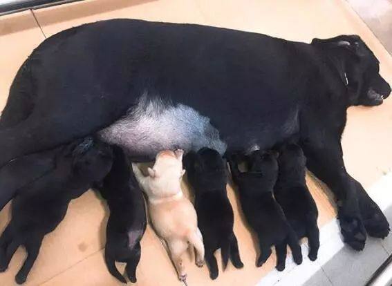 去年的6隻最萌警犬過生日啦！剛滿1歲的它們已經多次出任務！