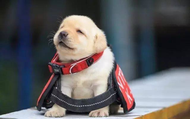 去年的6隻最萌警犬過生日啦！剛滿1歲的它們已經多次出任務！