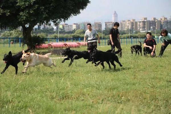 去年的6隻最萌警犬過生日啦！剛滿1歲的它們已經多次出任務！