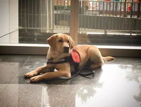 去年的6隻最萌警犬過生日啦！剛滿1歲的它們已經多次出任務！