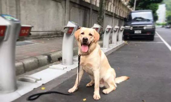 去年的6隻最萌警犬過生日啦！剛滿1歲的它們已經多次出任務！