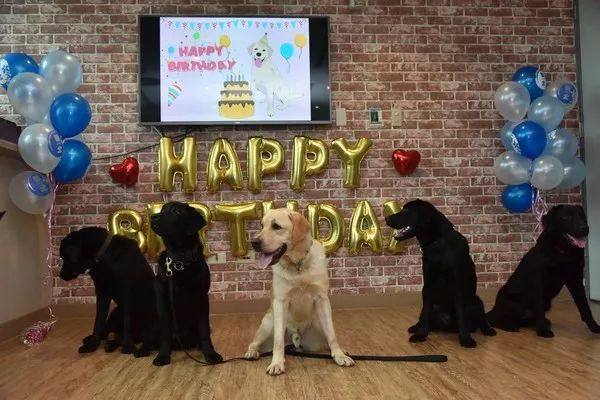 去年的6隻最萌警犬過生日啦！剛滿1歲的它們已經多次出任務！