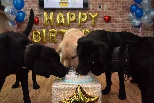 去年的6隻最萌警犬過生日啦！剛滿1歲的它們已經多次出任務！