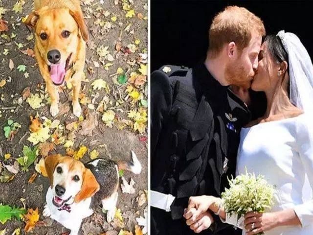 這隻被放在安樂死名單里的狗，竟然出現在了英國王子的婚禮上！
