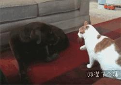 鏟屎官剛準備出門，貓咪突然撒嬌救回一命！