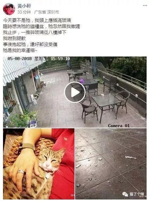 鏟屎官剛準備出門，貓咪突然撒嬌救回一命！
