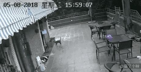 鏟屎官剛準備出門，貓咪突然撒嬌救回一命！
