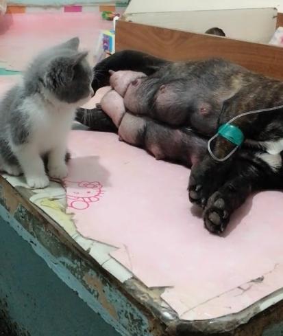 你沒事吧...法斗馬麻「躺床上打點滴」，小貓貓擔心「床邊守整晚」：要快快好起來～