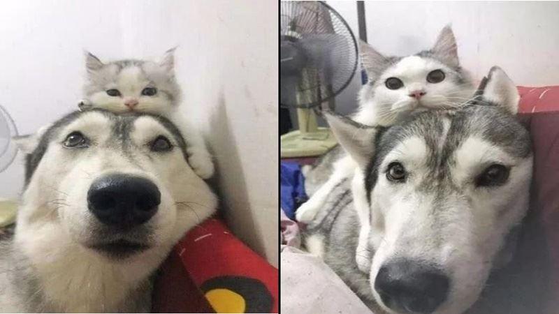 網友帶著自家狗狗散步，路人居然問網友：拉這麼大的獼猴桃去哪？