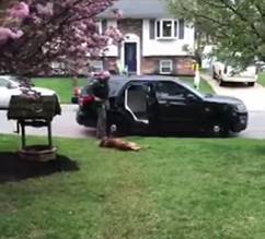 一說要上班，威武的警犬就躺在地上打滾，可愛樣子簡直不忍責備！