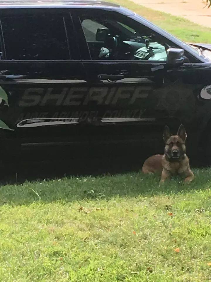 一說要上班，威武的警犬就躺在地上打滾，可愛樣子簡直不忍責備！