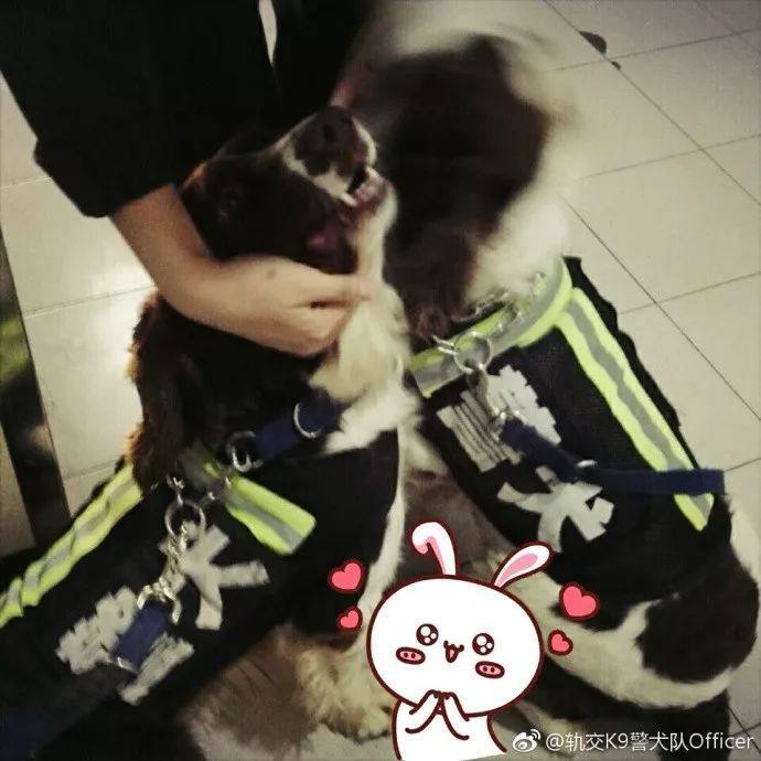 一說要上班，威武的警犬就躺在地上打滾，可愛樣子簡直不忍責備！