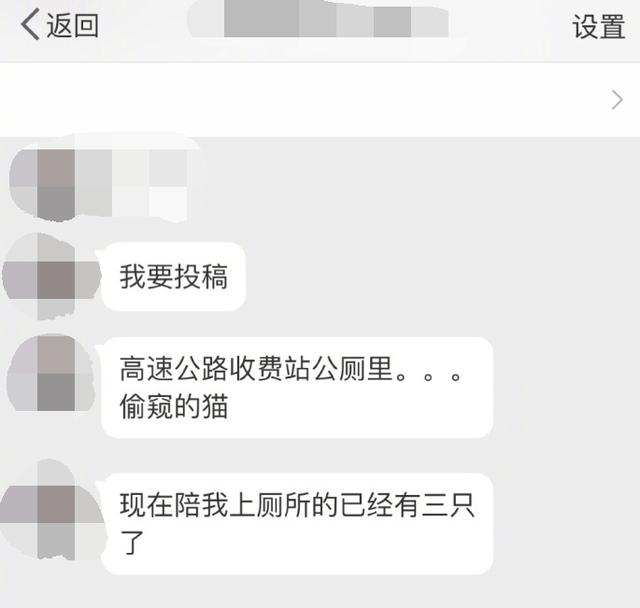 三隻貓盤踞高速收費站公廁，光明正大偷窺路人上廁所，放肆的可愛