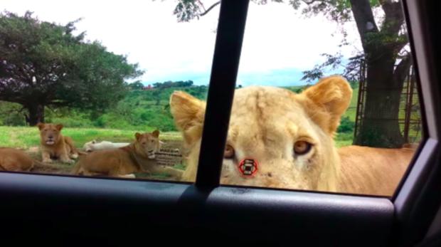 當獅子慢慢走近「她卻還興奮錄影」！下一秒「全車瘋狂尖叫」：天啊車門被打開了... 