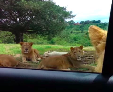 當獅子慢慢走近「她卻還興奮錄影」！下一秒「全車瘋狂尖叫」：天啊車門被打開了... 