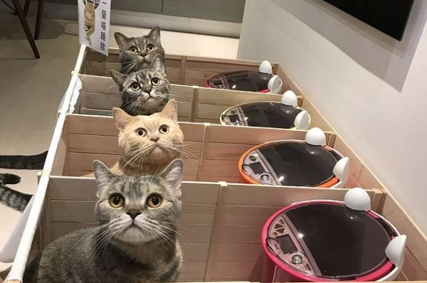 因為貓咪會搶食打架，有心主人竟然打造出「一蘭喵麵館」，一起抬頭的畫面萌得我滿臉血！ 