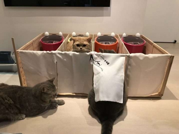 因為貓咪會搶食打架，有心主人竟然打造出「一蘭喵麵館」，一起抬頭的畫面萌得我滿臉血！ 