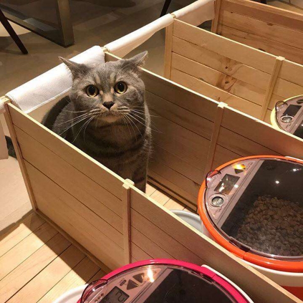 因為貓咪會搶食打架，有心主人竟然打造出「一蘭喵麵館」，一起抬頭的畫面萌得我滿臉血！ 